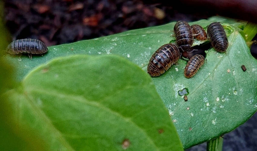 Slaters on Leaf 1